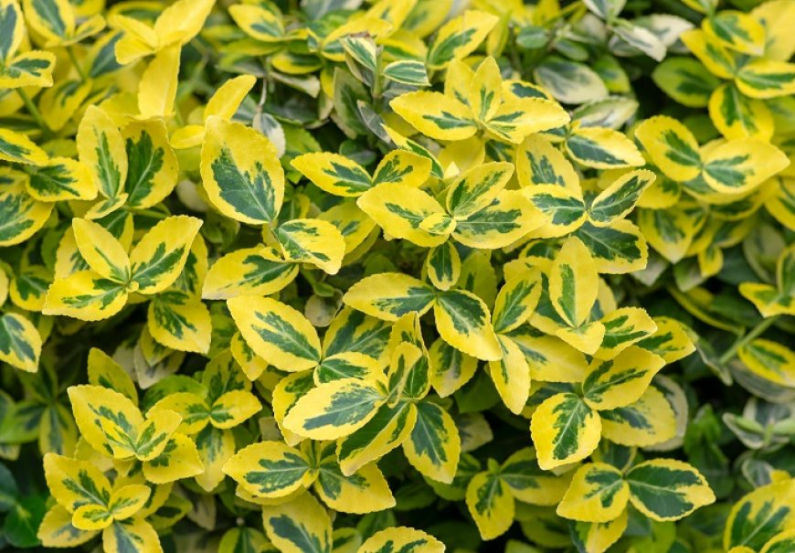 Kurika - Euonymus fortunei