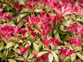 Pjeris - Pieris 'Forest Flame'