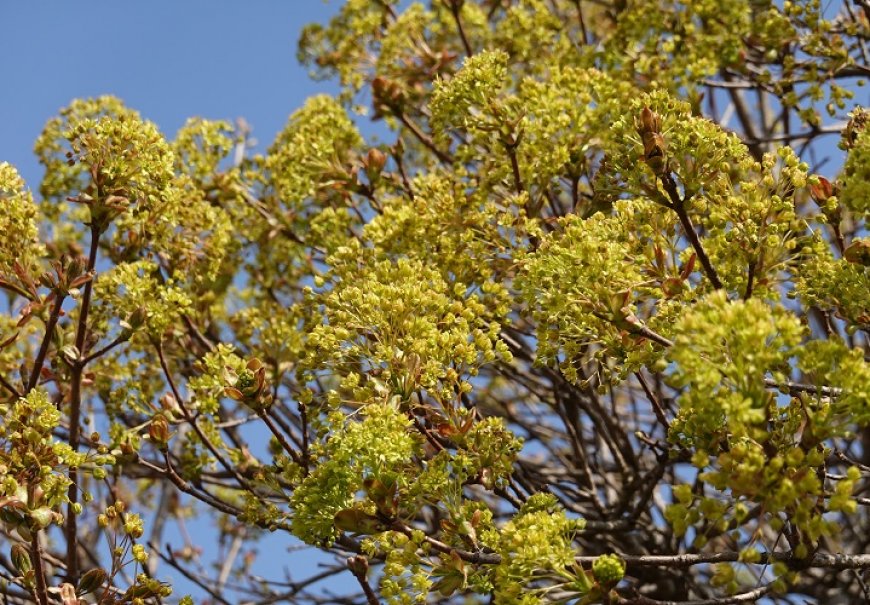 Javor - Acer platanoides 'Globosum'