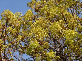 Javor - Acer platanoides 'Globosum'