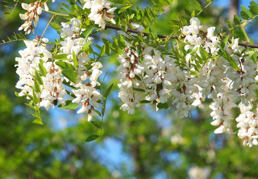 Bagrem - Robinia pseudoacacia