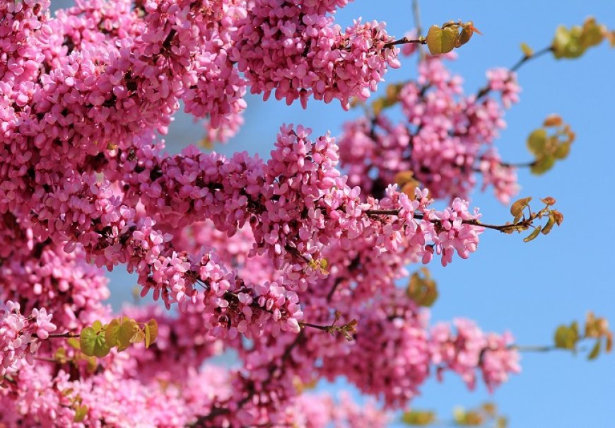 Judino drvo - Cercis siliquastrum