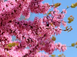 Judino drvo - Cercis siliquastrum