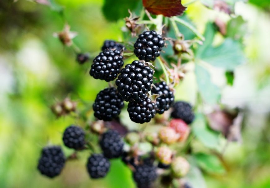Kupina - Rubus fruticosus