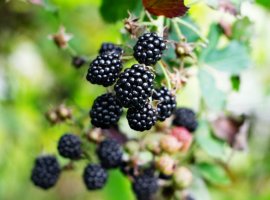 Kupina - Rubus fruticosus