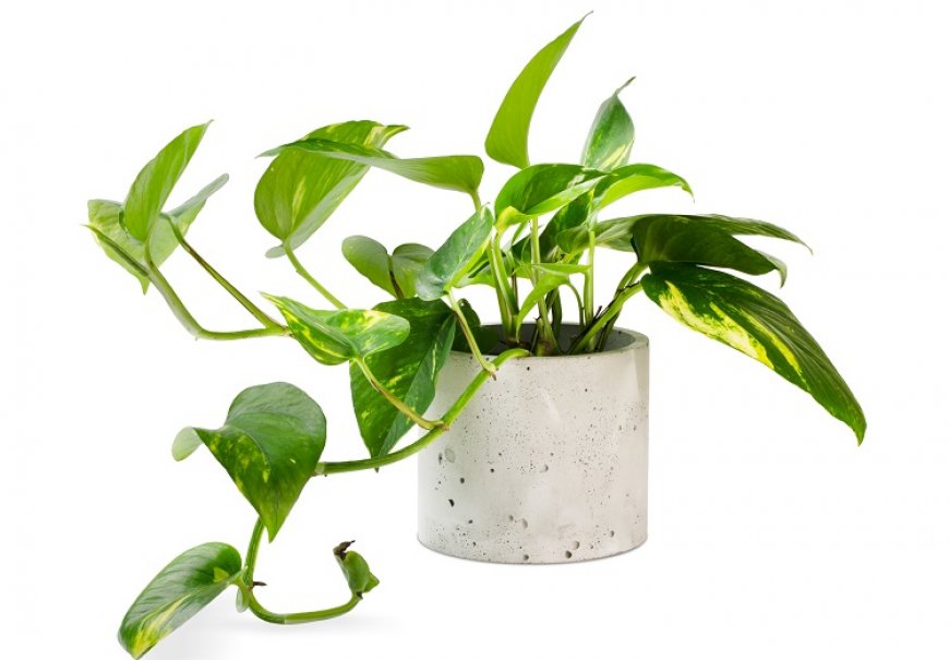 Đavolji bršljan - Scindapsus Epipremnum aureum