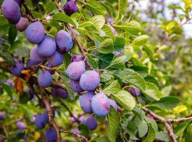 Plum - Prunus domestica