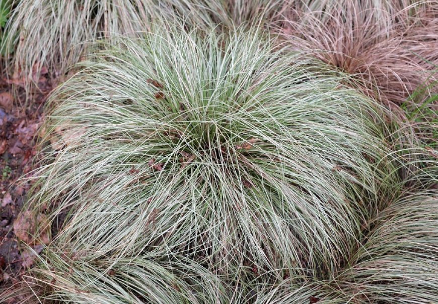  New Zeeland Hair Sedge - Carex comans