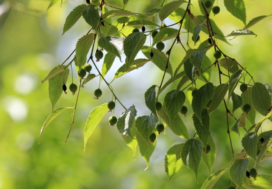 Vanjsko Bilje Stabla Ladonja Celtis Australis