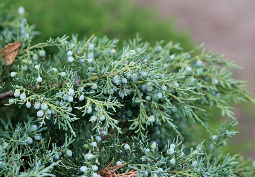 Virdžinijska borovica - Juniperus virginiana 'Skyrocket'