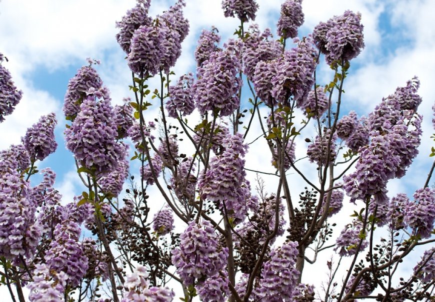 Paulownia - Paulownia imperialis 
