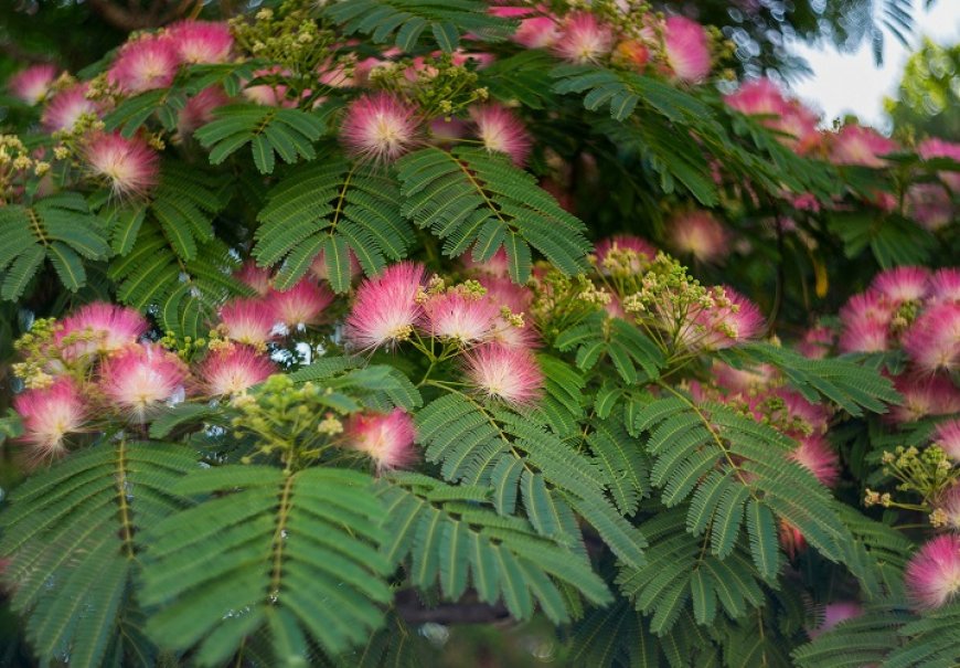 Svilena mimosa - Albizia julibrissin