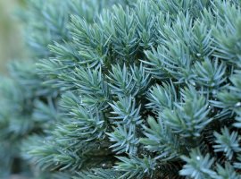 Borovica - Juniperus squamata 'Blue Star'