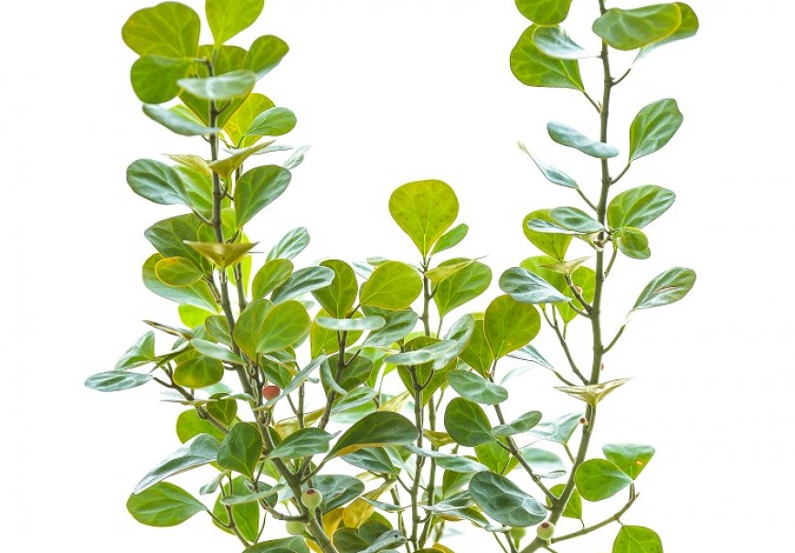 Mistletoe Fig - Ficus deltoidea