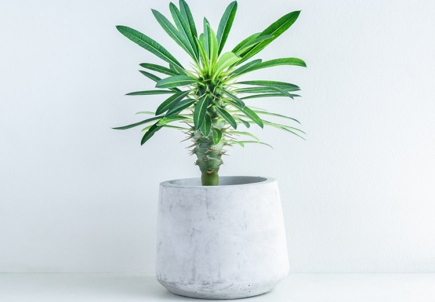 Madagaskarska palma - Pachypodium lamerii