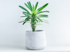 Madagaskarska palma - Pachypodium lamerii