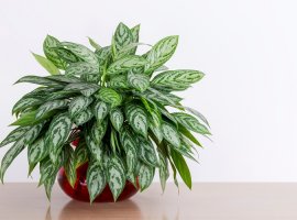 Kineski kozlac - Aglaonema crispum