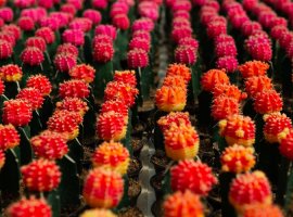 Rod Gymnocalicium - Gymnocalicium sp.