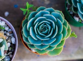 Plava eševerija - Echeveria secunda