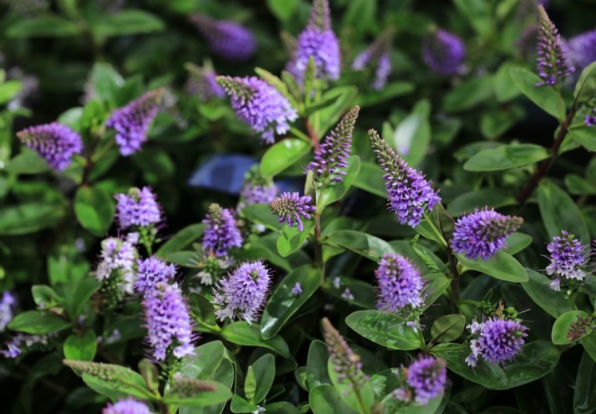 Hebe - Hebe x andersoni