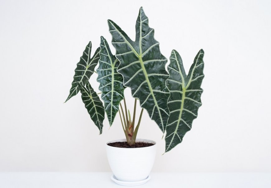 Malajska kama - Alocasia sanderiana
