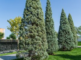 Arizonski čempres - Cupressus arizonica