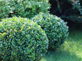 Šimšir - Buxus sempervirens
