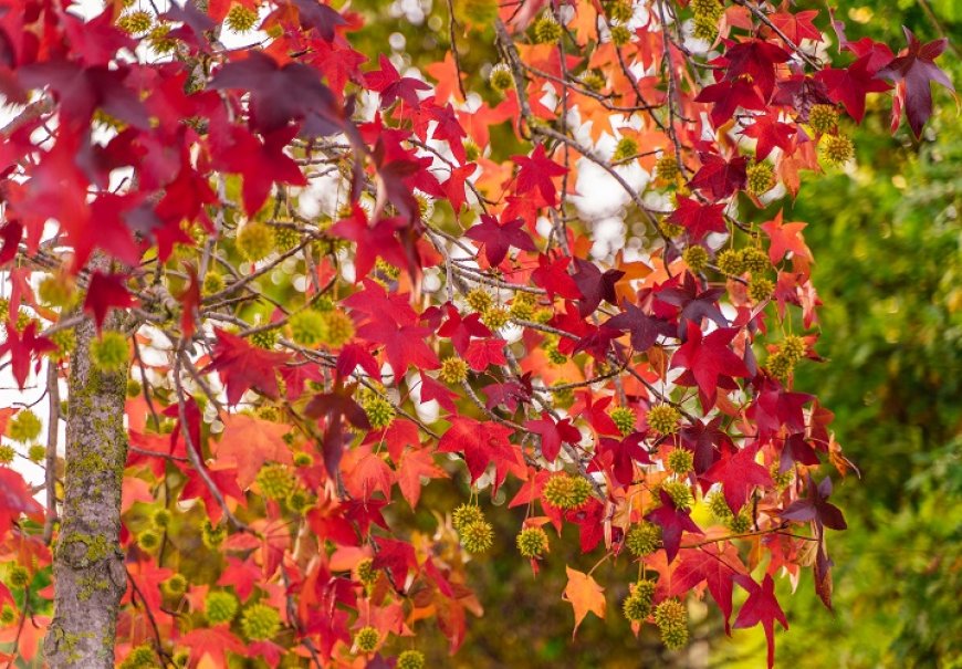 Likvidambar - Liquidambar styraciflua