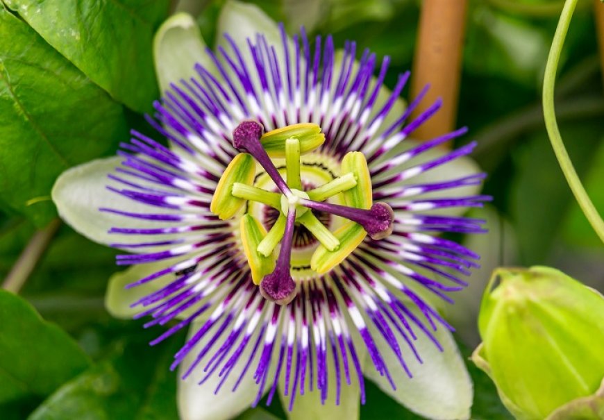 Isusova kruna - Passiflora coerulea