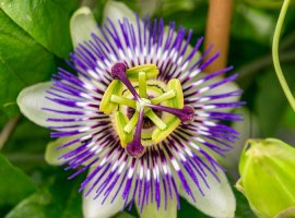 Isusova kruna - Passiflora coerulea