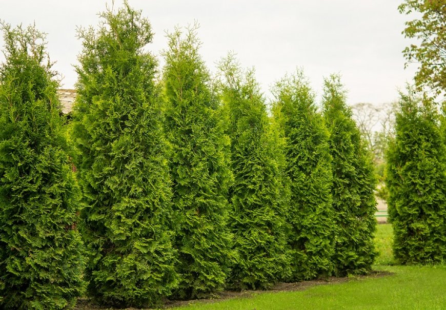 Smaragdna tuja - Thuja occidentalis 'Smaragd'