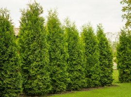 Smaragdna tuja - Thuja occidentalis 'Smaragd'