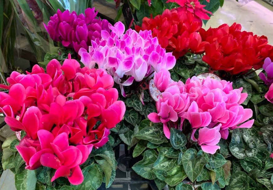Cyclamen - Cyclamen persicum