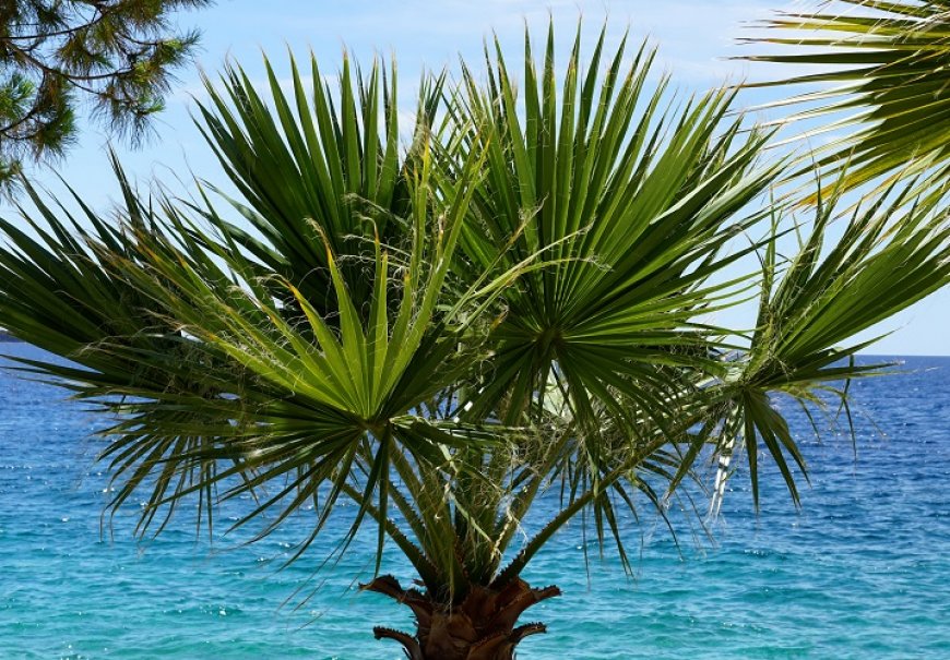 Desert Fan Palm - Washingtonia filifera