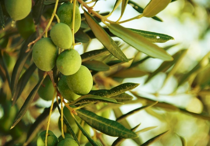 Maslina - Olea europea