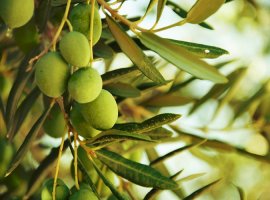 Maslina - Olea europea