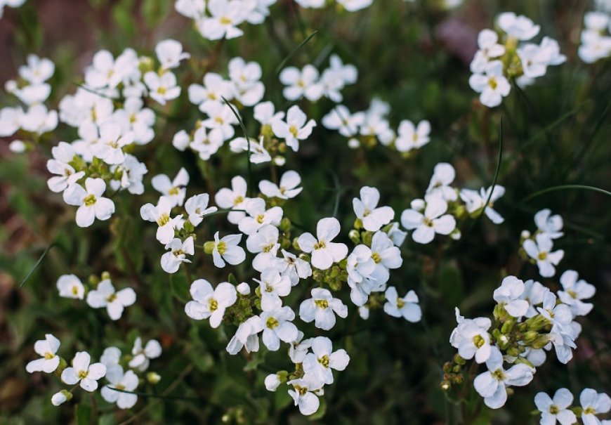 Repnjak - Arabis sp.
