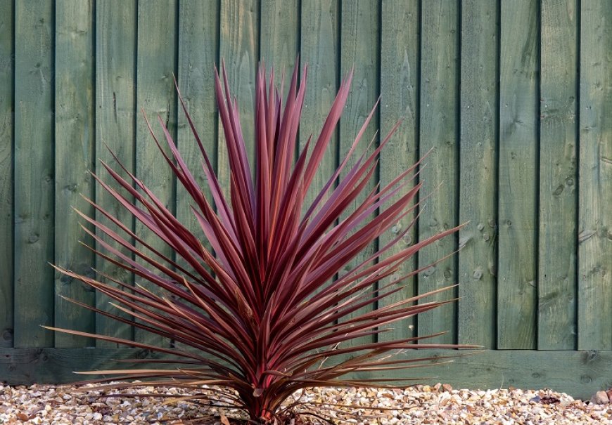 Cabbage Tree - Cordyline australis sin. Dracena australis