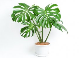 Monstera - Monstera deliciosa