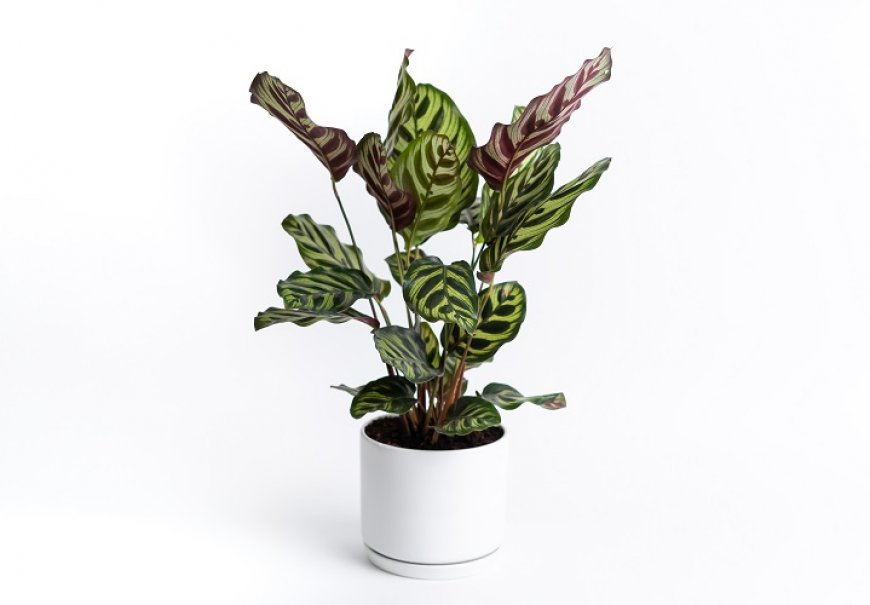 Pametna biljka - Calathea makoyana