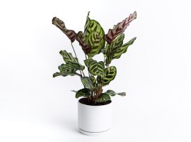 Pametna biljka - Calathea makoyana