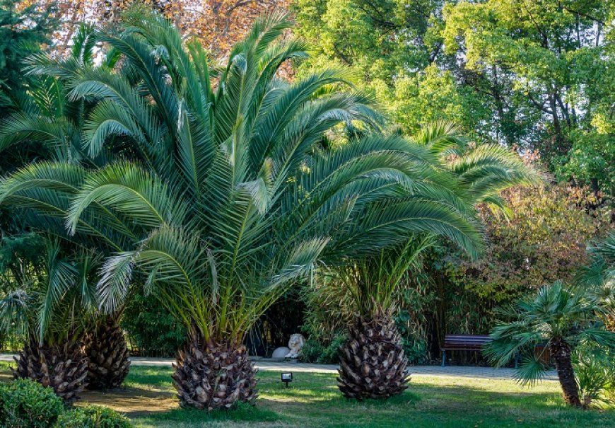 Feniks palma - Phoenix canariensis