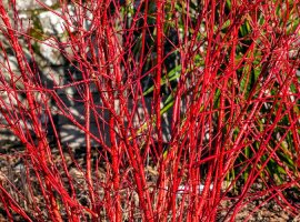 Drijen - Cornus alba