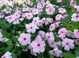 Madagascar Periwinkle - Catharanthus roseus