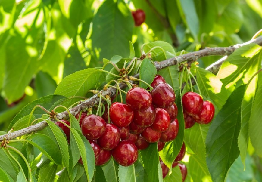 Trešnja - Prunus avium