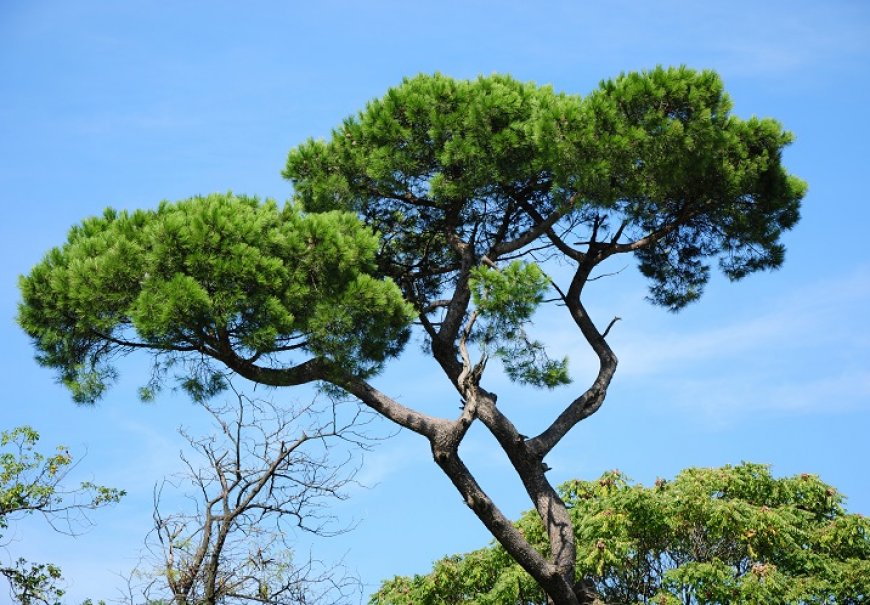 Domaći bor - Pinus pinea