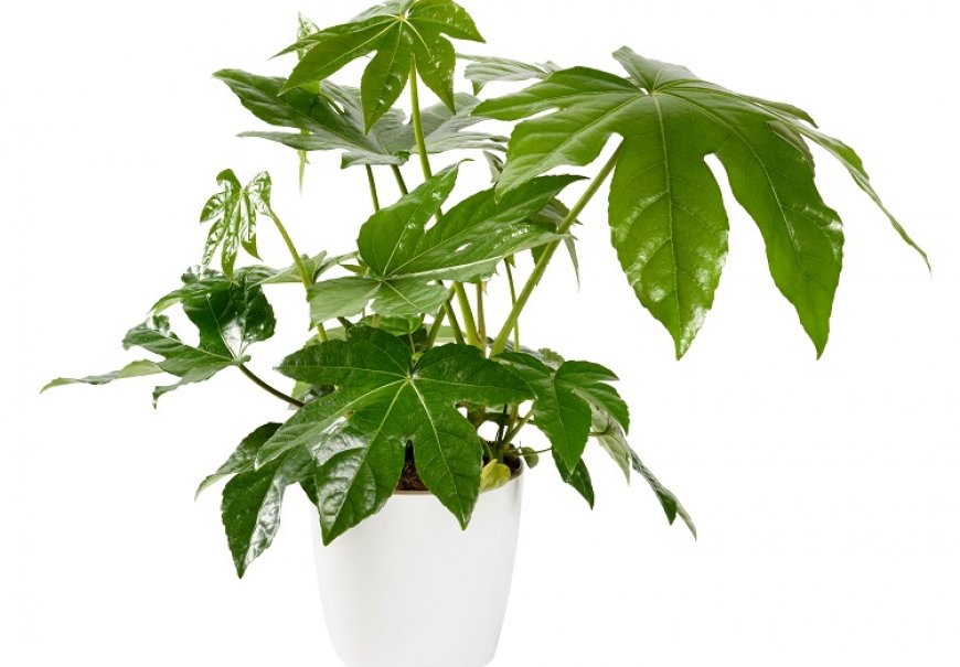 Sobna aralija - Fatsia japonica