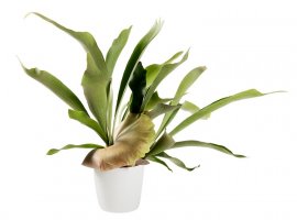 Rogata paprat - Platycerium bifurcatum