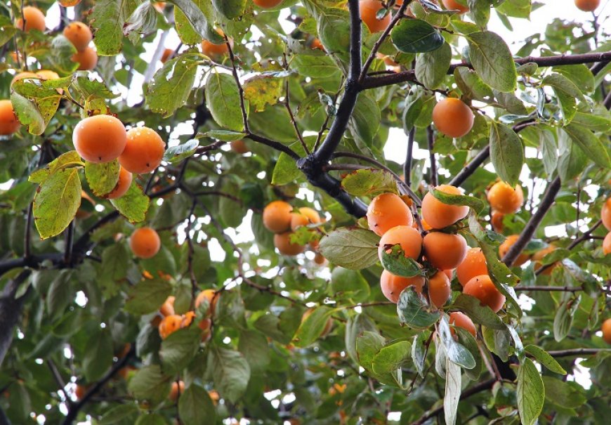 Persimmon - Diospyros kaki