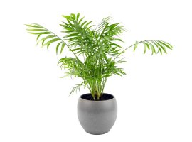 Palma sreće - Chamaedorea elegans